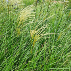 Miscanthus sinensis 'Vanilla Sky'