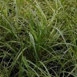 Miscanthus sinensis 'Yakushima Dwarf' 