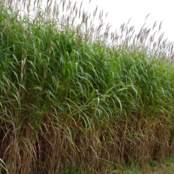 Miscanthus 'Giganteus'