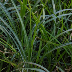 Miscanthus sinensis 'Gracillimus'