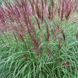 Miscanthus sinensis 'Ferner Osten'