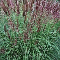 Miscanthus sinensis 'Red Chief'
