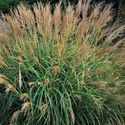 Miscanthus sinensis 'Adagio'