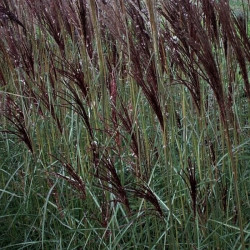 Miscanthus sinensis 'China'