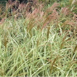 Miscanthus sinensis 'Cosmopolitan'