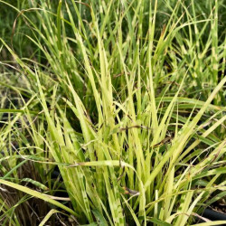 Miscanthus sinensis 'Gold Bar'