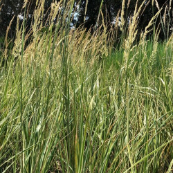 Miscanthus sinensis 'Variegatus'