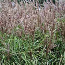 Miscanthus sinensis 'Malepartus'