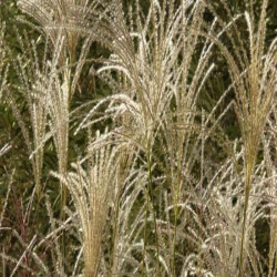 Miscanthus sinensis 