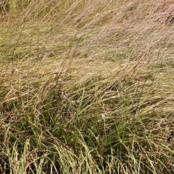 Muhlenbergia rigens