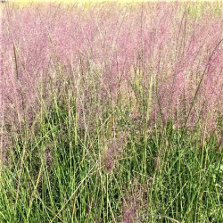 Muhlenbergia capillaris