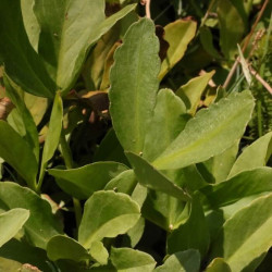 Menyanthes trifoliata Menyanthes trifoliata