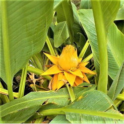 Musella lasiocarpa Musella lasiocarpa