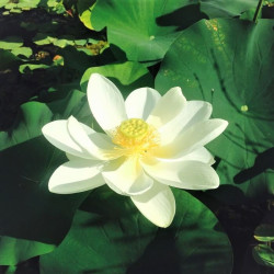 Nelumbo nucifera