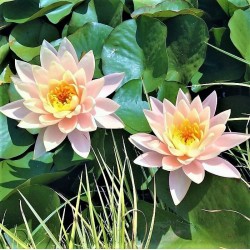 WATER LILIES