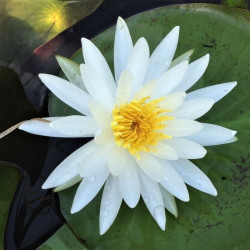 Nymphaea 'Arc En Ciel' Nymphaea 'Arc En Ciel'