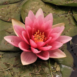 Nymphaea 'Attraction' Nymphaea 'Attraction'
