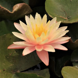Nymphaea 'Barbara Dobbins' Nymphaea 'Barbara Dobbins'
