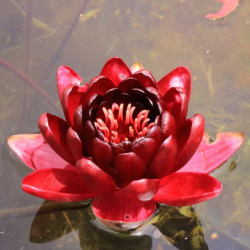Nymphaea 'Black Princess' Nymphaea 'Black Princess'