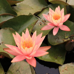 Nymphaea 'Colorado' Nymphaea 'Colorado'