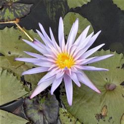 Nymphaea 'Foxfire' Nymphaea 'Foxfire'