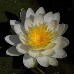 Nymphaea 'Gonnere' Nymphaea 'Gonnere'