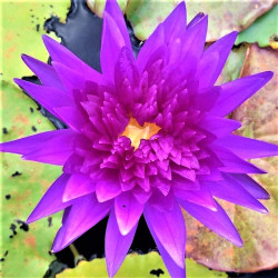 Nymphaea 'King of Siam' Nymphaea 'King of Siam'