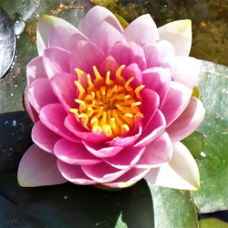Nymphaea 'Madame Wilfron Gonnere' Nymphaea 'Madame Wilfron Gonnere'