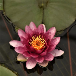 Nymphaea 'Massaniello' Nymphaea 'Massaniello'