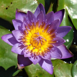 Nymphaea 'Rhonda Kay' Nymphaea 'Rhonda Kay'
