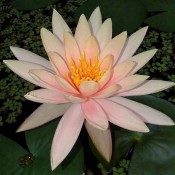 WATER LILIES OF TEMPERATE CLIMATES