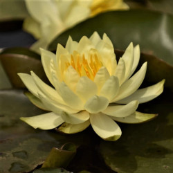 Nymphaea 'Odorata Sulphurea' Nymphaea 'Odorata Sulphurea'