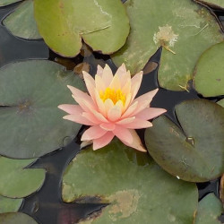 Nymphaea 'Tropic Sunset' Nymphaea 'Tropic Sunset'