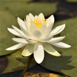 Nymphaea alba Nymphaea alba