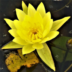 Nymphaea mexicana Nymphaea mexicana