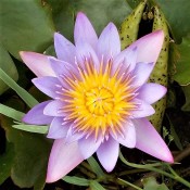 WATER LILIES OF TROPICAL CLIMATES
