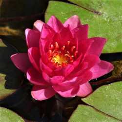 Nymphaea 'James Brydon' Nymphaea 'James Brydon'
