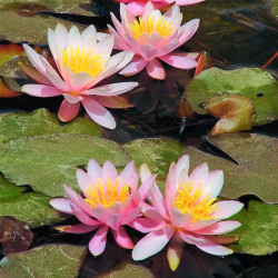 Nymphaea 'Marliacea Carnea' Nymphaea 'Marliacea Carnea'
