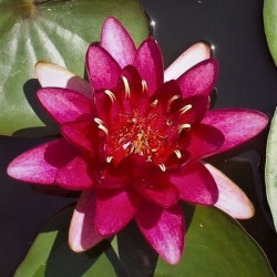 Nymphaea 'Burgundy Princess' Nymphaea 'Burgundy Princess'
