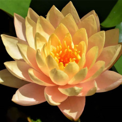 Nymphaea 'Clyde Ikins' Nymphaea 'Clyde Ikins'