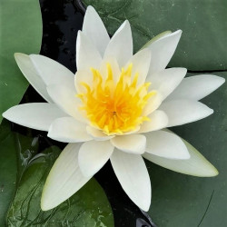 Nymphaea 'Gladstoniana' Nymphaea 'Gladstoniana'