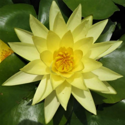 Nymphaea 'Joey Tomocik' Nymphaea 'Joey Tomocik'