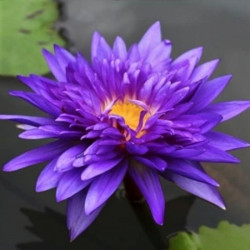 Nymphaea 'King of the Blues' Nymphaea 'King of the Blues'