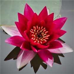 Nymphaea 'Laydekeri Fulgens' Nymphaea 'Laydekeri Fulgens'