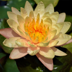 Nymphaea 'Mangkala Ubol' Nymphaea 'Mangkala Ubol'