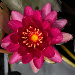 Nymphaea 'Perry's Baby Red' Nymphaea 'Perry's Baby Red'