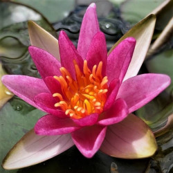 Nymphaea 'Pygmaea Rubra' Nymphaea 'Pygmaea Rubra'