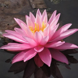 Nymphaea 'Rose Arey' Nymphaea 'Rose Arey'