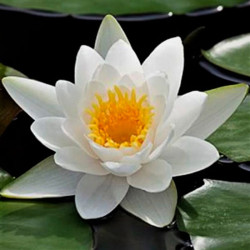 Nymphaea 'Virginalis' Nymphaea 'Virginalis'