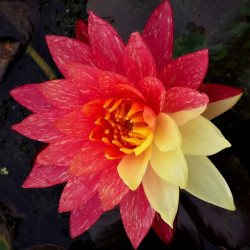 Nymphaea 'Wanvisa' Nymphaea 'Wanvisa'